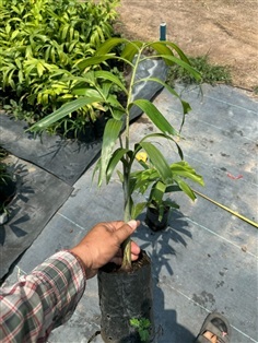 ต้นกล้าปาล์มfoxtail