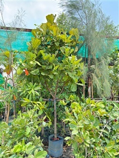 ไทรใบสัก