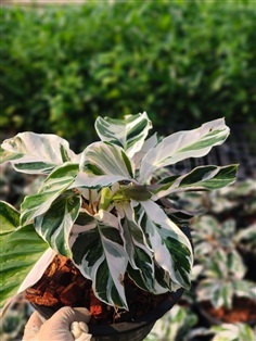 คล้าราชภัฏ white fusion