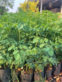 ต้นมะรุม ต้นกล้ามะรุม