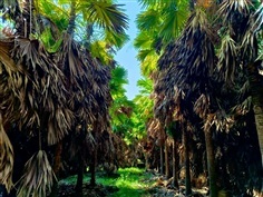 ปาล์มยะวา (5-7 เมตร)