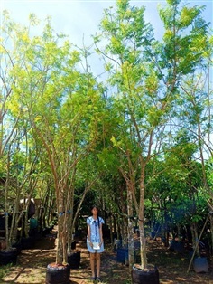 ต้นศรีตรัง