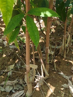 ยางตาเขียวพันธุ์600