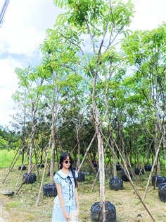 ต้นชัยพฤกษ์