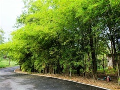 ไผ่เลี้ยง