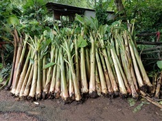 กล้วยไข่