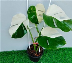 มอนสเตอร่าด่าง หรู จัดฟรอมสวย