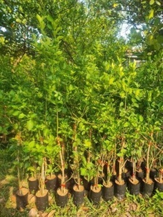 มะนาวไข่น้ำหอม