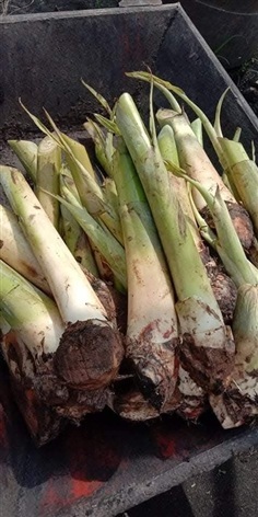 หน่อกล้วยน้ำว้ามะลิอ่องขุดสดแม่ปราณี