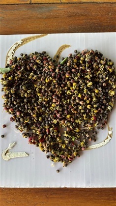 เมล็ดมดยอบ