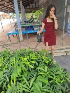 ปาล์มฟ้อคเทล