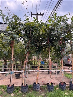 ต้นพวงคราม