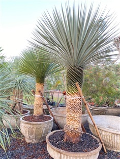 Yucca 2 ม.