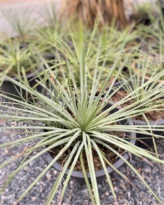 Agave stricta 