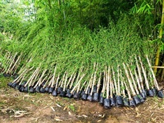 ไผ่รวกปราจีน