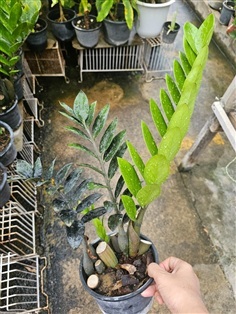 ต้นกวักมรกตดำกอใหญ่ ต้นสูงประมาณ 45 ซม. ต้นใหญ่ | proud garden - เมืองนครปฐม นครปฐม