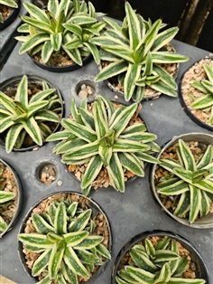 ขายอากาเว่วิคตอเรีย "Agave victoriae reginae cream