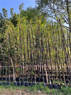 ไผ่ดำ