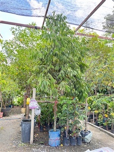 ต้นบุนนาค