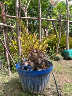 ปรงเม็กซิกัน