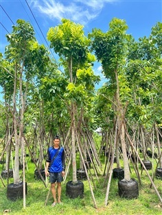 ต้นมะฮอกกานี