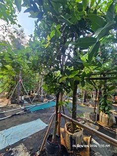 ชมพู่ทับทิมจันทร์2"