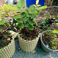 จันแดงอินเดีย (50ซม.)