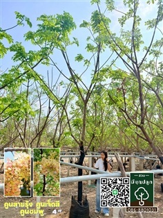 คูนสายรุ้ง คูนชมพู คูนเจ็ดสี 4 นิ้ว | มีบุญปลูก - ศรีประจันต์ สุพรรณบุรี