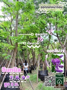 อินทนิล 7,8,9 นิ้ว