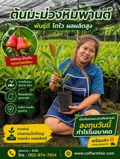 ยกชุด200ต้นแถม20ต้นมะม่วงหิมพานต์เกษตร เม็ดใหญ่