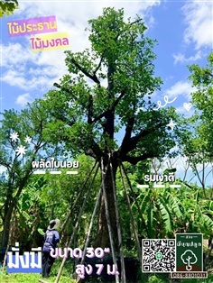 มั่งมี 30 นิ้ว