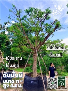 มั่งมี 11 นิ้ว