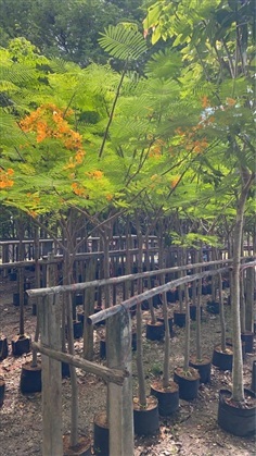 ต้นหางนกยูงฝรั่งดอกเหลือง