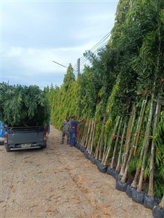 ต้นปาล์มฟ้อคเทล,foxtail,ปาล์มหางกระรอก