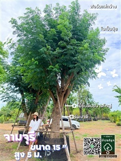 ต้นจามจุรี 15 นิ้ว