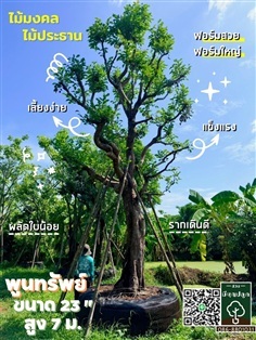 ต้นพูนทรัพย์ 23 นิ้ว