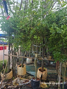 แก้วเจ้าจอม1.5"