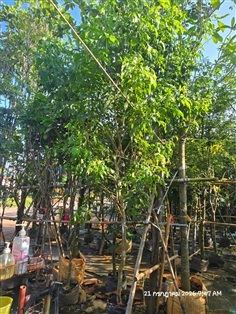 ทองอุไร2" | สวนป้านิตย์ ปราจีนบุรี - เมืองปราจีนบุรี ปราจีนบุรี