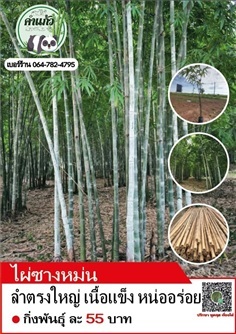 พันธุ์ไผ่ซางหม่น