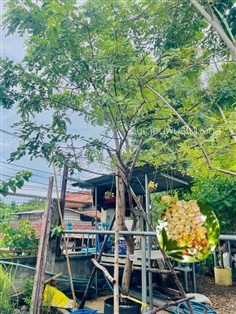 ต้นคูณชมพู(คูณสายรุ้ง)