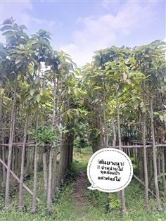 ต้นยางนา ขนาด2นิ้วสูง3เมตร
