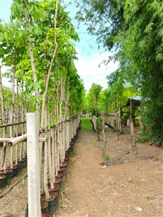 คูณเหลือง