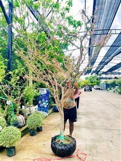 ต้นมะขามเทศด่าง