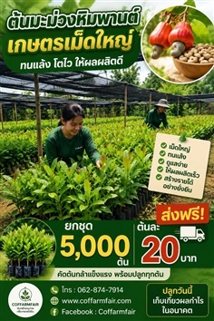 ยกชุด5000ต้นมะม่วงหิมพานต์ เกษตร เม็ดใหญ่ต้นละ20