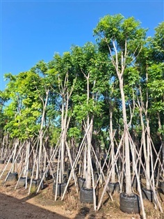 ต้นมะฮอกกานี ขนาดลำต้น6นิ้วสูง6เมตร