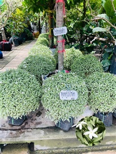 ต้นพุดศุภโชคด่าง