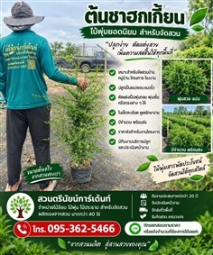 ชาฮกเกี้ยน