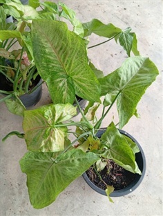 ต้นเงินไหลมาด่าง Syngonium podophyllum