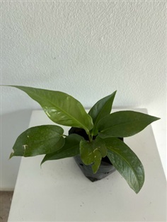 ต้นเงินไหลมาเขียว Arrowhead Vine