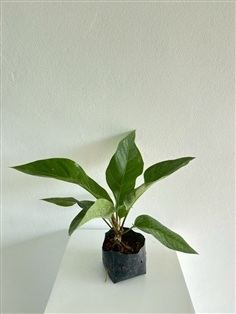 ต้นเศรษฐีเงินหนา Anthurium jenmanii